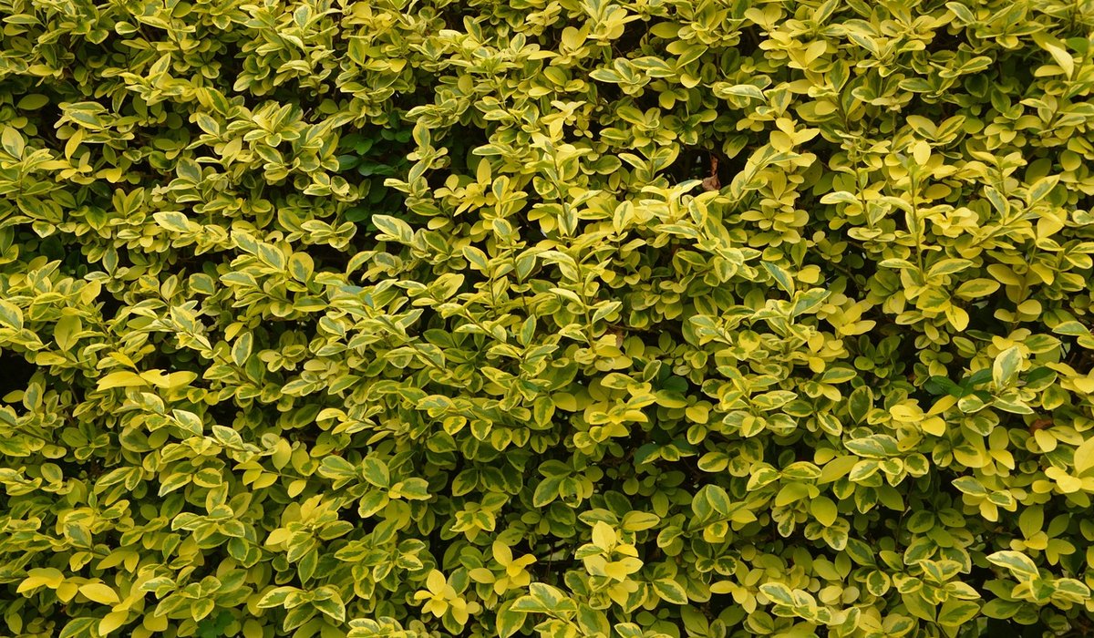Kind Bramble