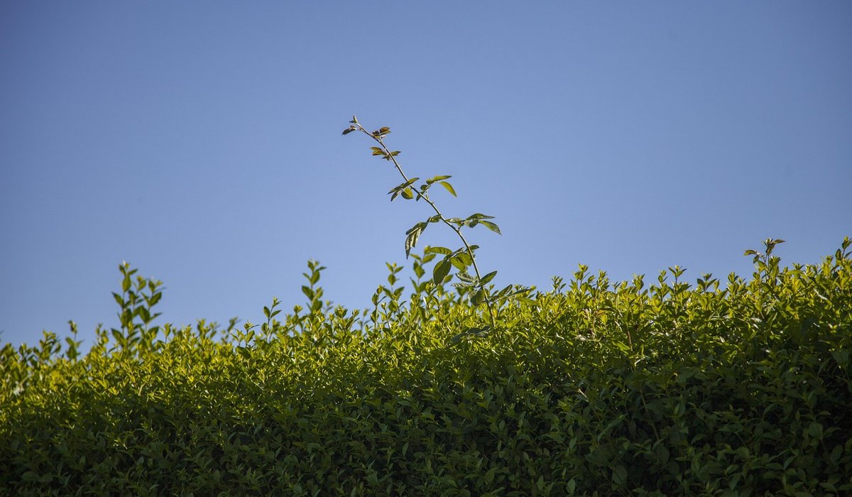 Kind Bramble