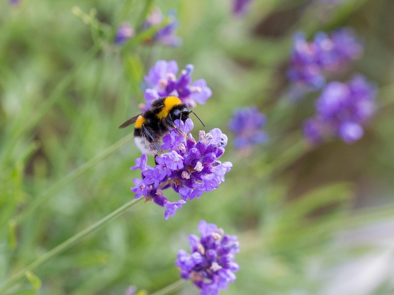 Kind Bramble