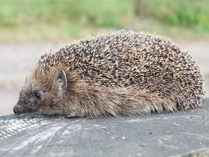 Kind Bramble