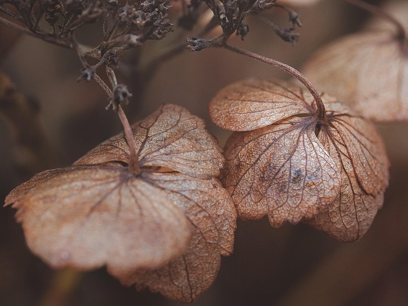 Kind Bramble